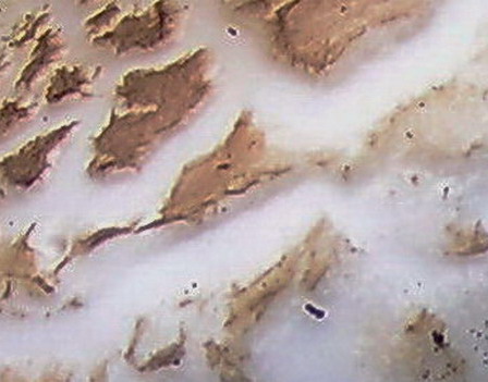 Nel mare artico   ... quiz